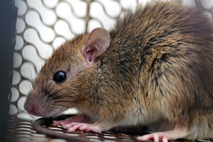 El hantavirus es una enfermedad transmitida por roedores