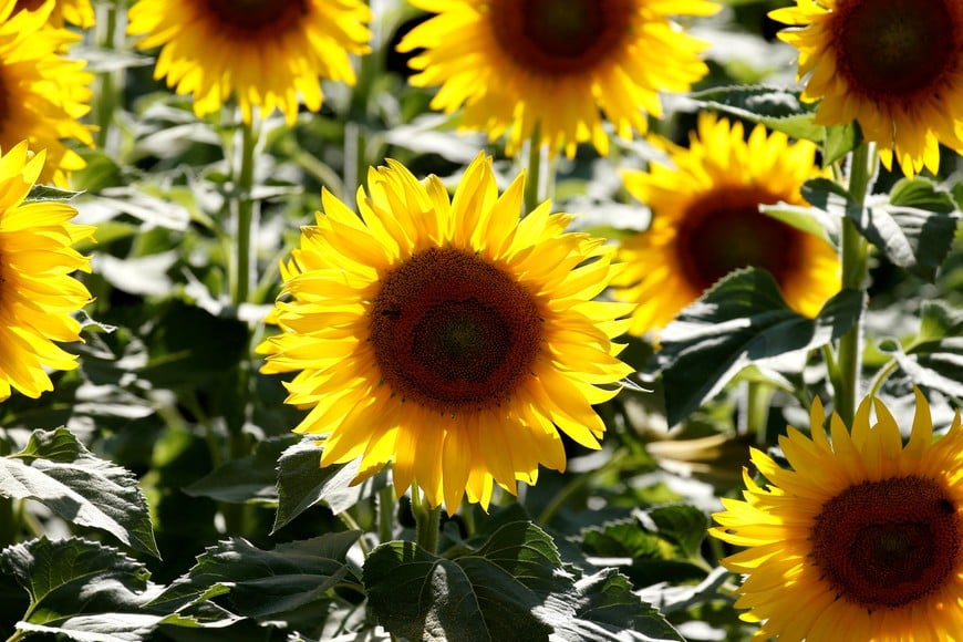FILE PHOTO: Sunflowers are pictured in a field in Agen, France, July 19, 2019. REUTERS/Regis Duvignau/File Photo