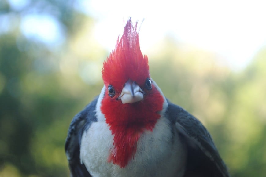 Cardenal (Paroaria coronata). Gentileza.