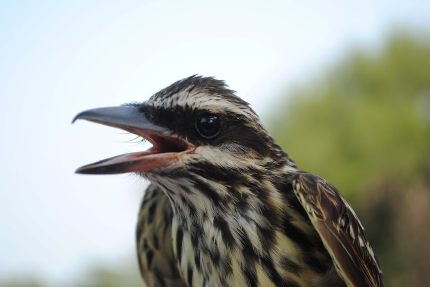 Benteveo rayado (Myiodynastes maculatus). Gentileza.