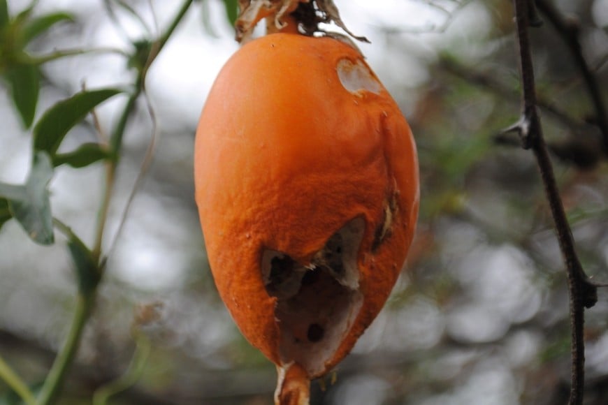 Mburucuyá o pasionaria (Passiflora coerulea - fruto). Gentileza.