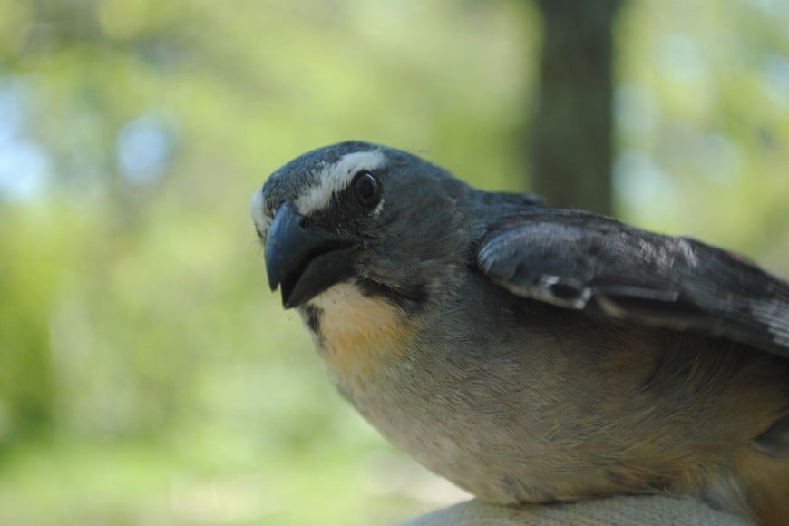 Pepitero gris (Saltator coerulescens). Gentileza.
