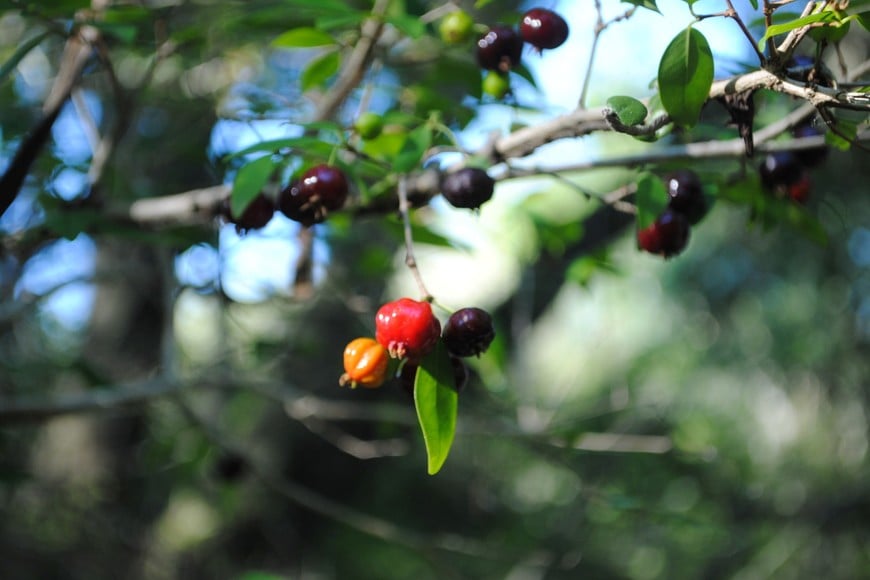 El estudio registró 41 especies de aves frugívoras, 46 especies de plantas con frutos dispersados por aves y más de 200 interacciones ecológicas entre ambas. Gentileza.