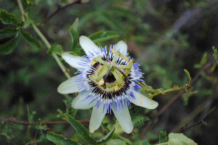 Mburucuyá o pasionaria (Passiflora caerulea – flor). Gentileza.
