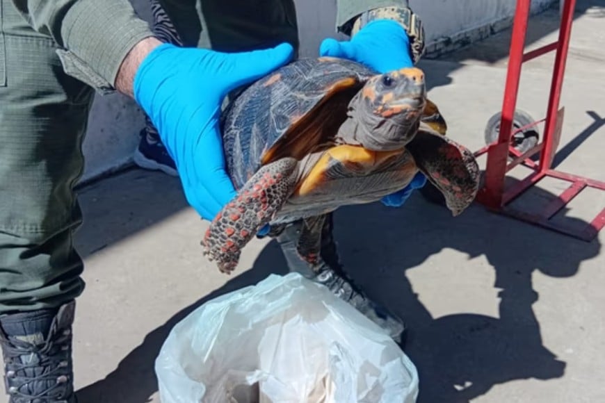 Gendarmería rescató a una tortuga de patas rojas.