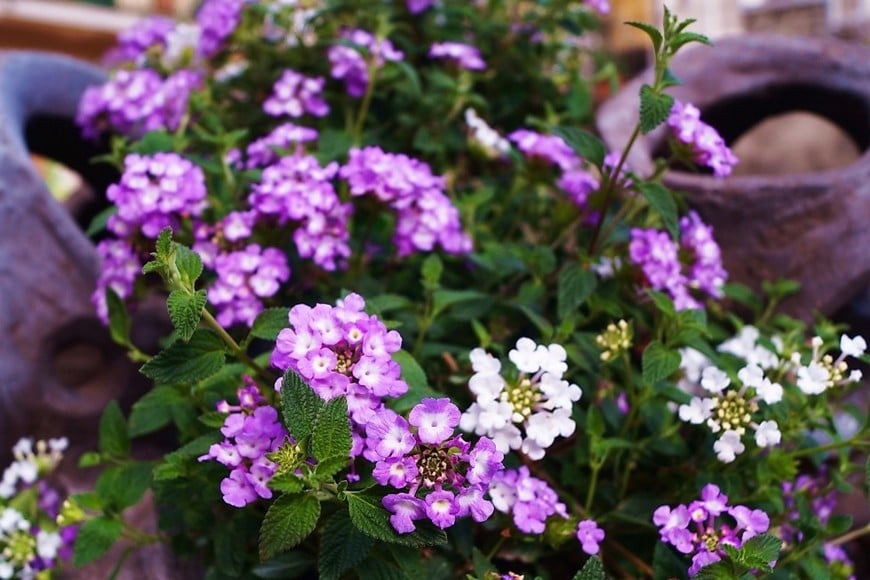 La Lantana sellowiana destaca por su abundante floración y su efecto cascada en macetas.