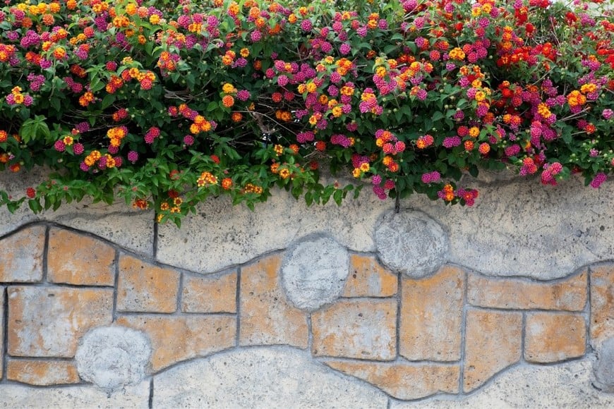 La Lantana sellowiana es elegida para balcones por su resistencia y su gran variedad de colores.