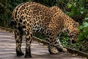 Se trata de “Ombú”, un ejemplar que habita el área protegida de Corrientes.