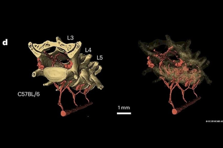 La red de venas conectada a la columna vertebral sería la vía por la que las contracciones abdominales transmiten presión hasta el cerebro.