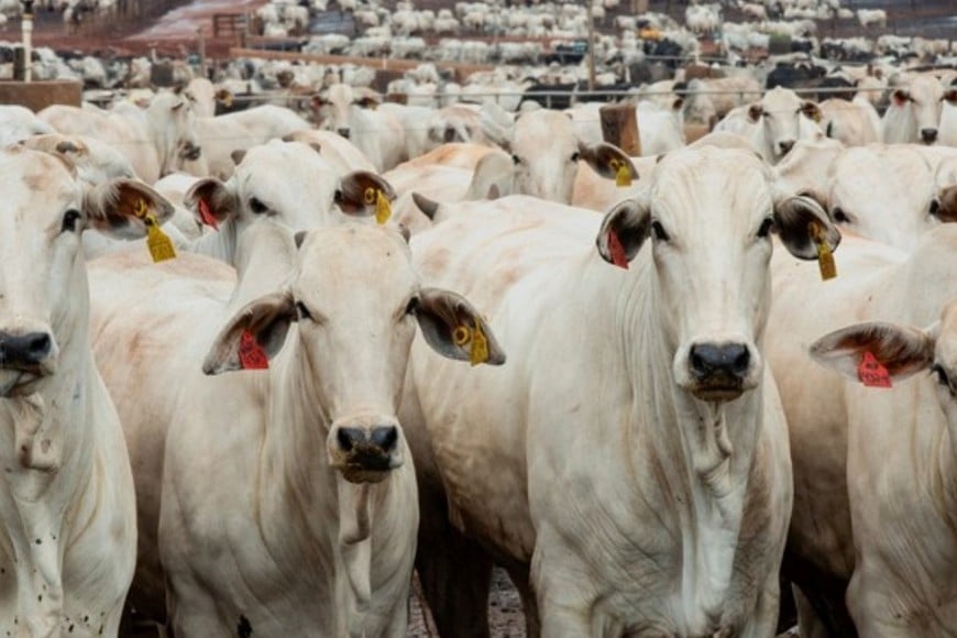 El tratado busca reducir aranceles y ampliar el intercambio comercial entre Europa y los países del Mercosur
