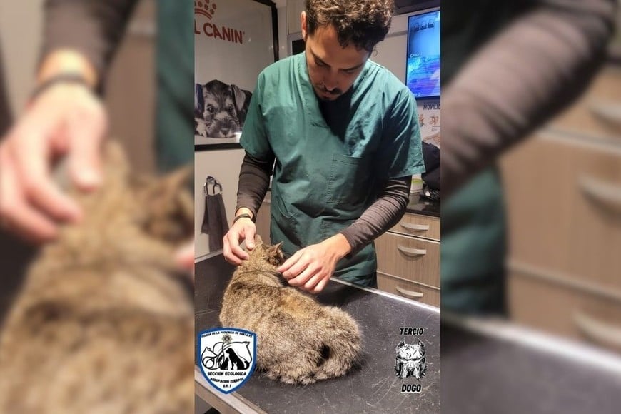 rescate gato atrapado caño de desagüe