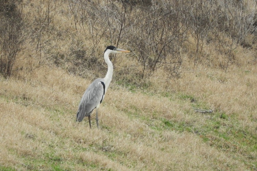 Garza mora (ardea cocoi). Pablo Capovilla.