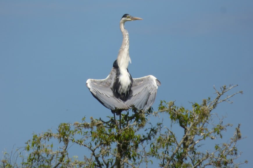 Garza mora (ardea cocoi). Pablo Capovilla.