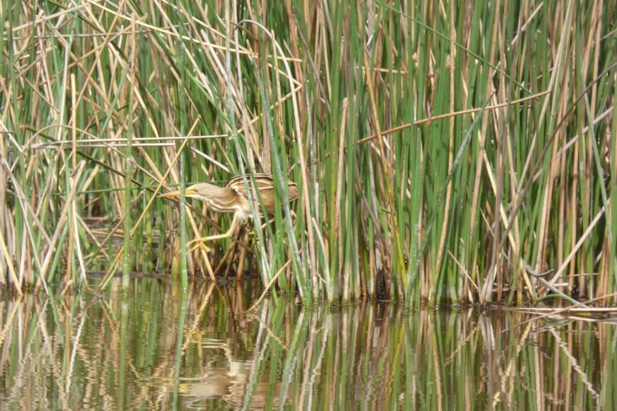 Mirasol estirado. Pablo Capovilla.