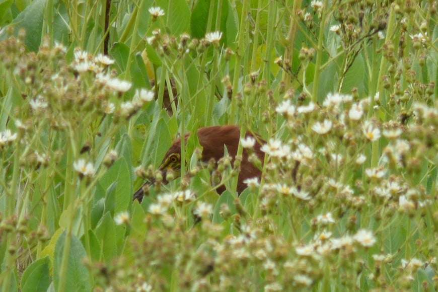 Hocó Colorado (tigrisoma lineatum). Pablo Capovilla.