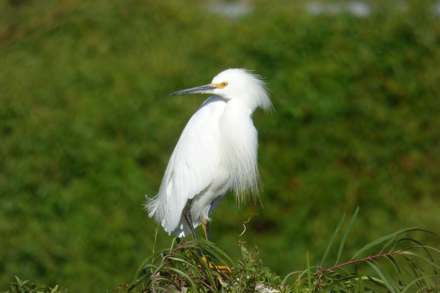 Garza azul (egretta caerulea) juevenil. Pablo Capovilla.