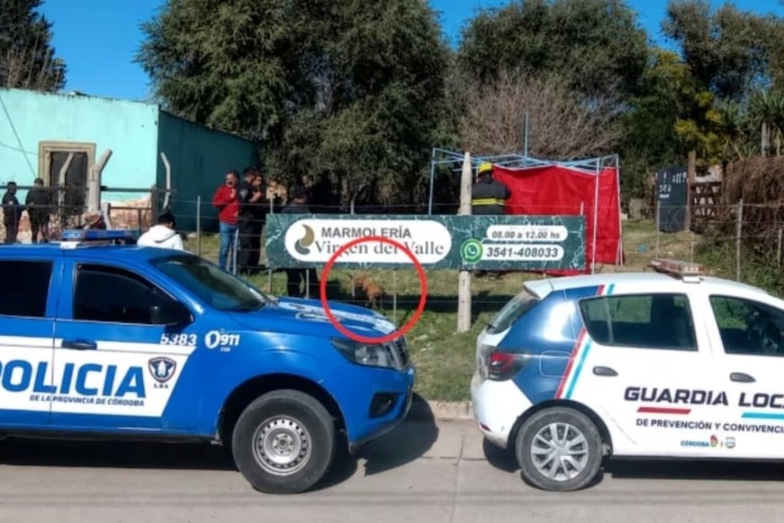El perro en el predio donde murió la menor.