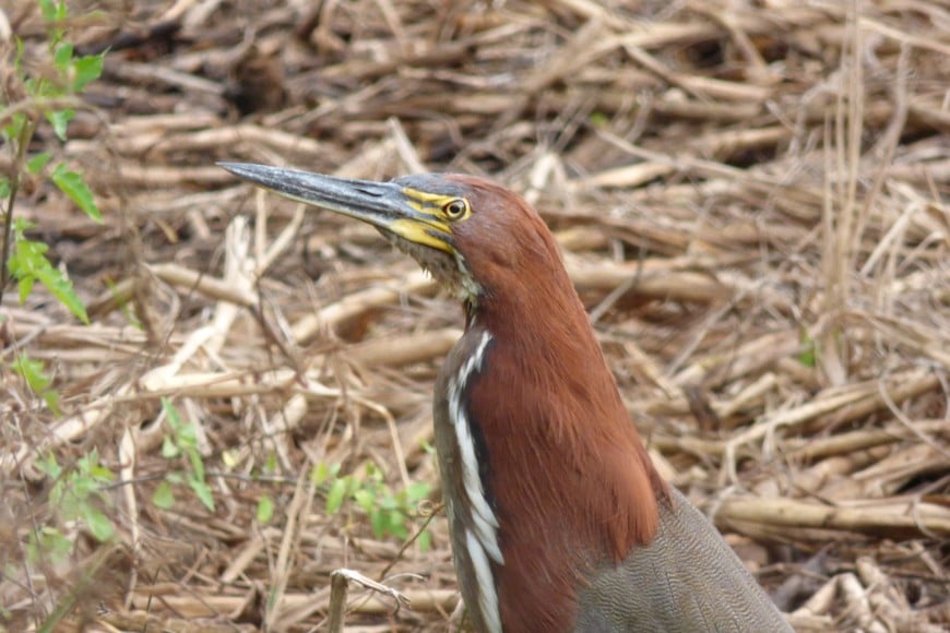 Hocó Colorado (tigrisoma lineatum). Pablo Capovilla.