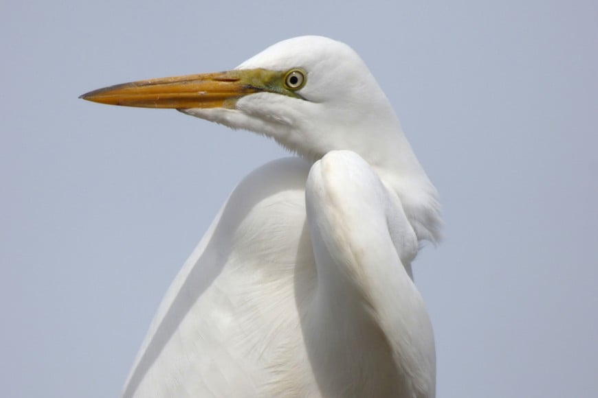 Garza blanca. Pablo Capovilla.