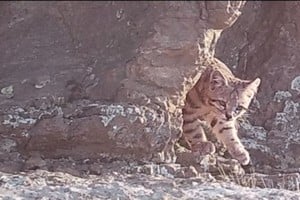 Nuevo hallazgo de gato andino consolida a Malargüe como un área clave para su conservación.