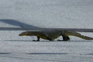 Un lagarto en Marina Bay...
