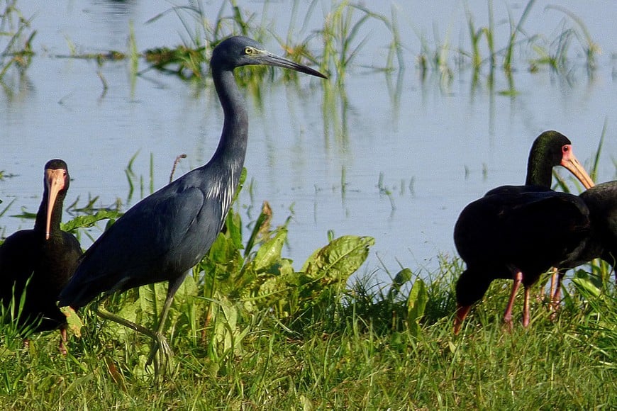 Garza azul (egretta caerulea). Pablo Capovilla.