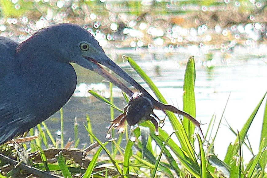 Garza azul (egretta caerulea). Pablo Capovilla.