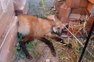 Tras ser localizado, el animal fue inmovilizado con los cuidados pertinentes para evitar situaciones de estrés o riesgo físico.