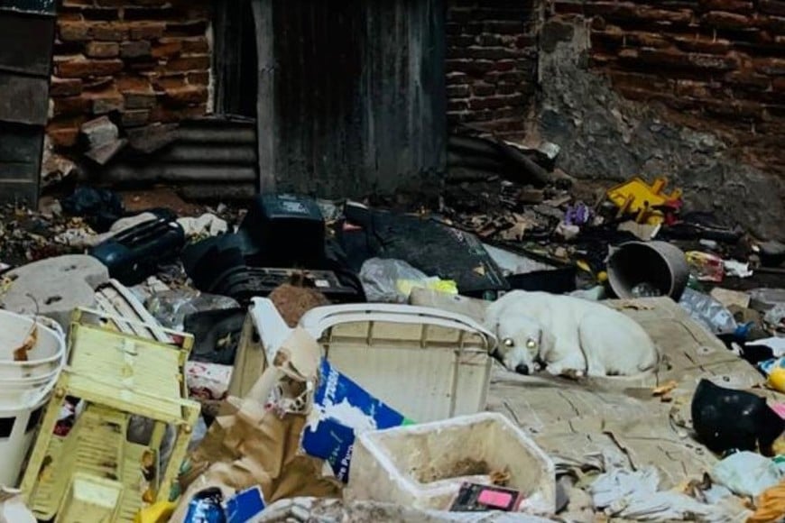 Impactantes imágenes: así vivían los usurpadores de La Casona que será demolida esta semana