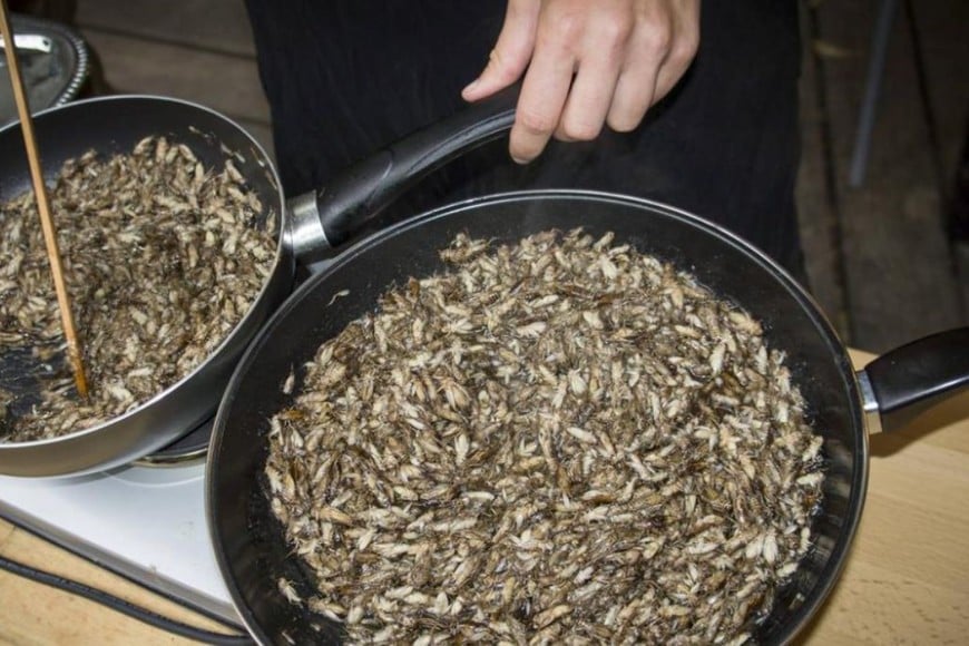 los grillos domésticos se crían por miles de millones para la alimentación humana y animal.