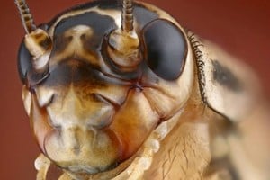 Investigadores australianos sometieron a 80 grillos a pruebas para estudiar su respuesta al dolor.