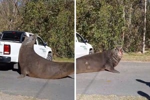 El elefante marino apareció en plena calzada, cerca del puente levadizo que conecta avenida Almirante Brown con Isla Santiago.