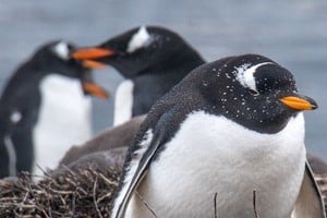 Se trata del 'Pygoscelis Kerguelensis', un nuevo linaje de pingüino Papúa.