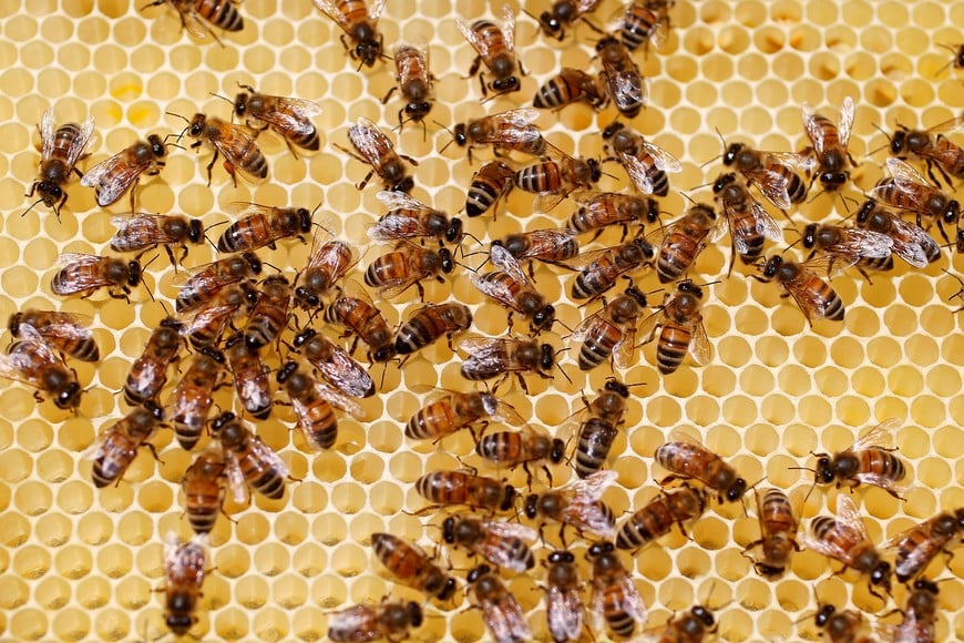 Bees are seen on a frame from a beehive in Hoerdt near Strasbourg, France, April 27, 2018. REUTERS/Vincent Kessler francia colmena en Hoerdt apicultura abejas colmenas elaboracion de miel