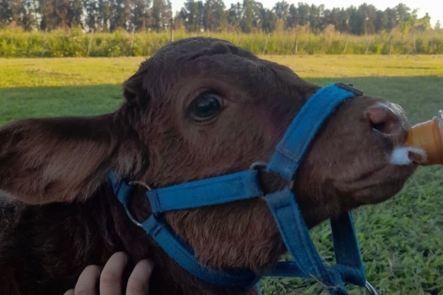Cada día, en el Centro de Desarrollo Rural de la FCA, se dedican a la cría de terneros de manera artificial, especialmente de aquellos que no pueden ser alimentados por sus madres.