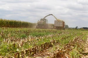 La actividad de Agricultura, ganadería, caza y silvicultura (17,9% i.a.) fue a su vez la de mayor incidencia positiva en la variación. Foto: REUTERS / Enrique Marcarian.