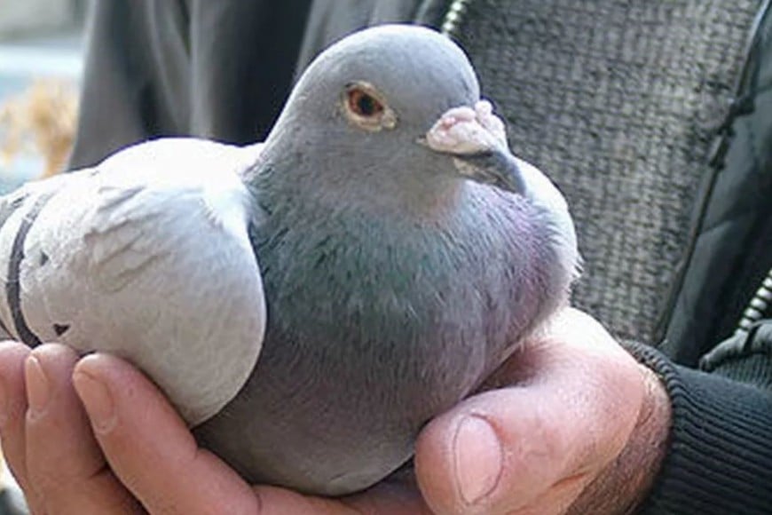 Las palomas mensajeras podrían perder su protección legal.