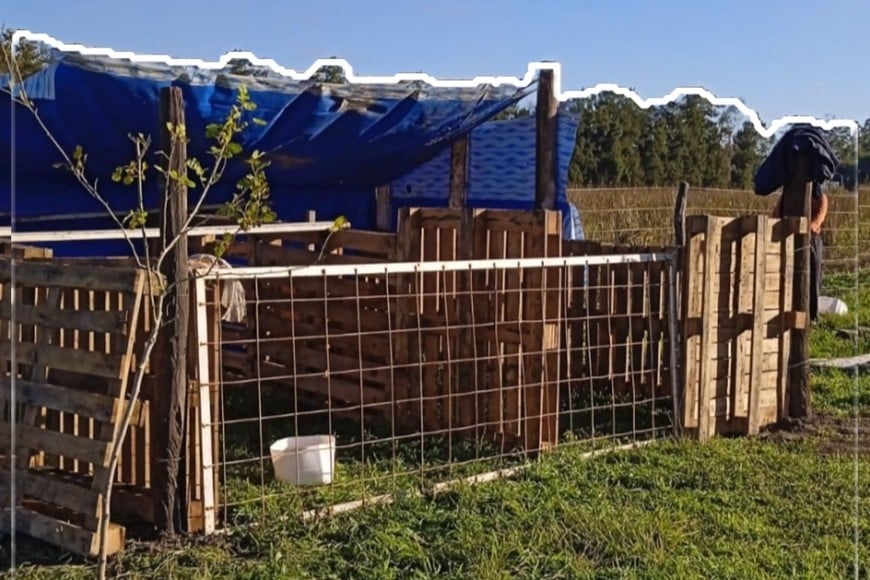 Cada día, en el Centro de Desarrollo Rural de la FCA, se dedican a la cría de terneros de manera artificial, especialmente de aquellos que no pueden ser alimentados por sus madres.