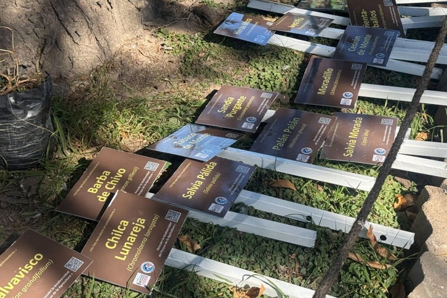 La actividad fue organizada por el Programa de Documentación, Conservación y Valoración de la Flora Nativa (Prodocova)