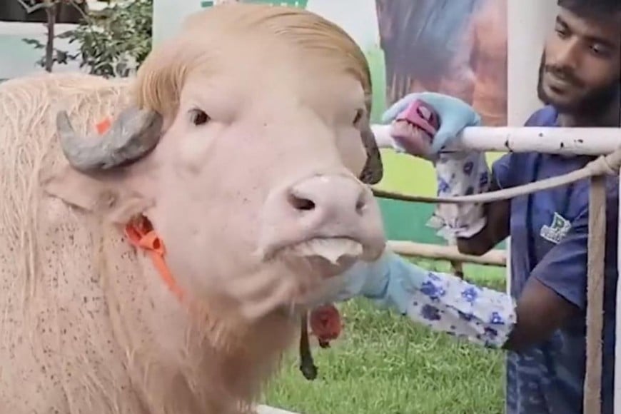 El búfalo albino “Donald Trump” en una granja cercana a Daca, Bangladesh.