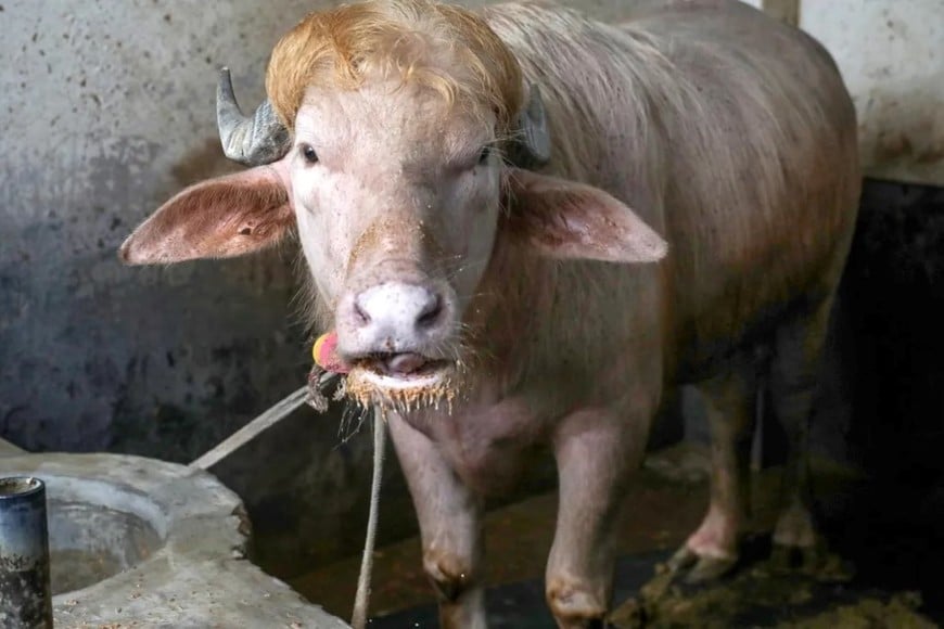 El búfalo de 700 kilos con su característico pelaje claro y largo.