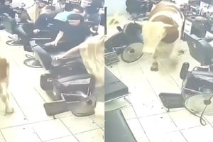 Clientes y empleados escaparon desesperados al ver avanzar al animal.