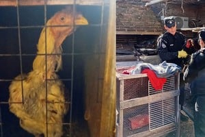 Los animales fueron trasladados a la sede de la Policía Ecológica. Foto: El Litoral