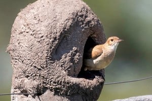 El hornerito, uno de los más destacados por su trabajo con barro. Gentileza