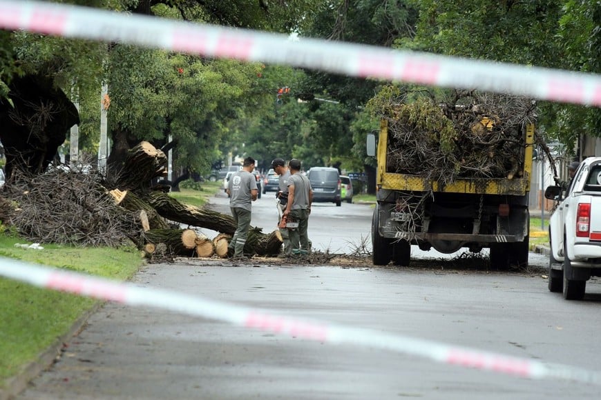 Árboles caídos o limpieza de desagües, reclamos habituales. Foto: Guillermo Di Salvatore
