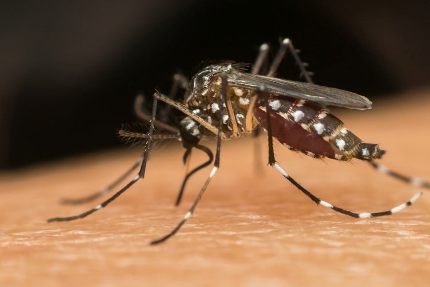 Uno de los aspectos que más preocupa a los epidemiólogos es la expansión geográfica observada durante los últimos meses.