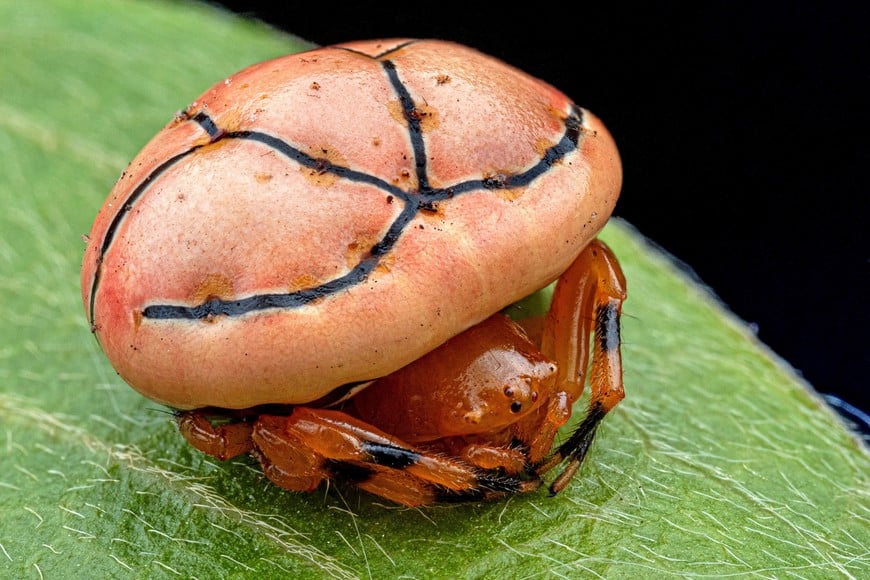 A new blood orange-hued species of ladybird orb-web spider, which mimics ladybird beetles in signalling to predators with a bright colour that it is too bitter or toxic, discovered during a scientific expedition to Angola's remote Lisima plateau, is pictured in this handout image obtained by Reuters on June 3, 2026. Nicky Bay/The Wilderness Project/Handout via REUTERS    THIS IMAGE HAS BEEN SUPPLIED BY A THIRD PARTY  NO RESALES. NO ARCHIVES