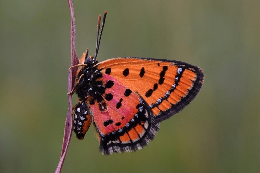 A new species of an adult butterfly, discovered during a scientific expedition to Angola's remote Lisima plateau, is pictured in this handout image obtained by Reuters on June 3, 2026. Rob Taylor/The Wilderness Project/Handout via REUTERS    THIS IMAGE HAS BEEN SUPPLIED BY A THIRD PARTY  NO RESALES. NO ARCHIVES