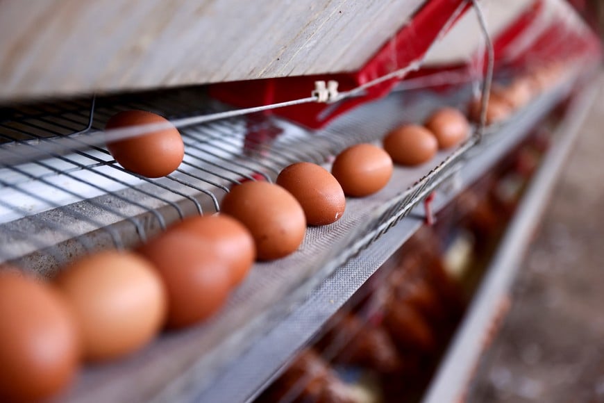 A view shows eggs at a poultry farm as Brazil's egg exports soar amid stronger U.S. demand, in Taquari, Rio Grande do Sul, Brazil, March 12, 2025. REUTERS/Diego Vara