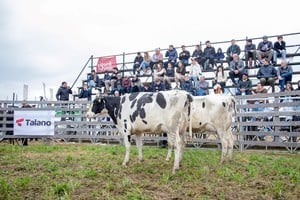 La lechería ganó pista en AgroActiva: Holando Argentino tuvo venta total y valores destacados